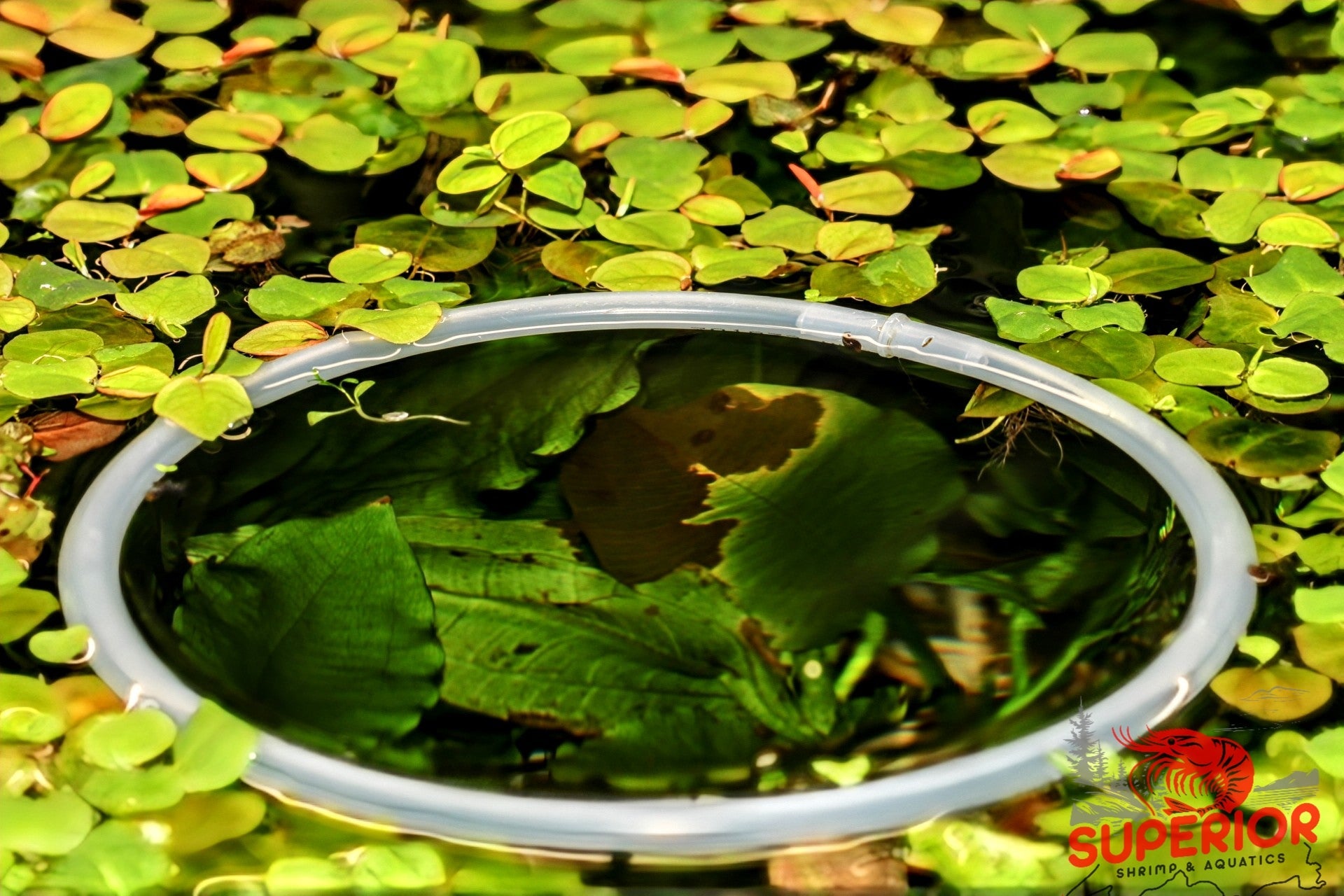 Red Root Floaters (Phyllanthus fluitans) - Superior Shrimp & Aquatics