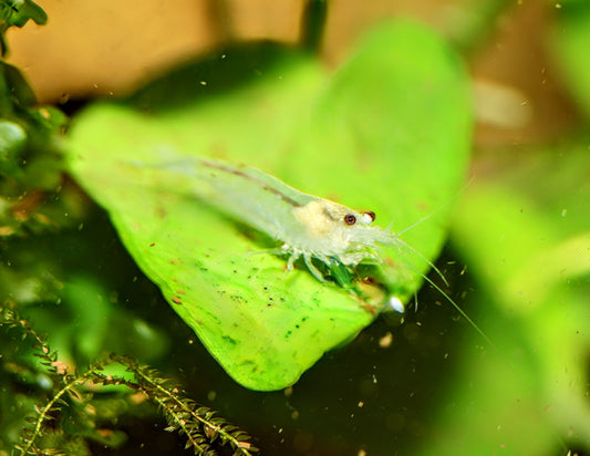 Snow Amano Shrimp - Superior Shrimp & Aquatics