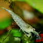 Snow Amano Shrimp - Superior Shrimp & Aquatics