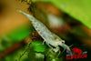 Snow Amano Shrimp - Superior Shrimp & Aquatics