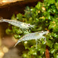 Snow Amano Shrimp - Superior Shrimp & Aquatics