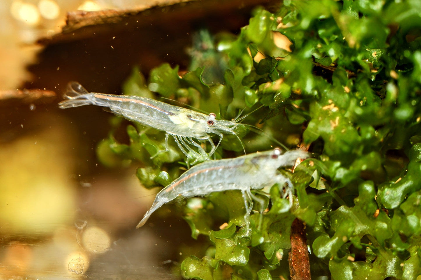 Snow Amano Shrimp - Superior Shrimp & Aquatics