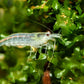 Snow Amano Shrimp - Superior Shrimp & Aquatics