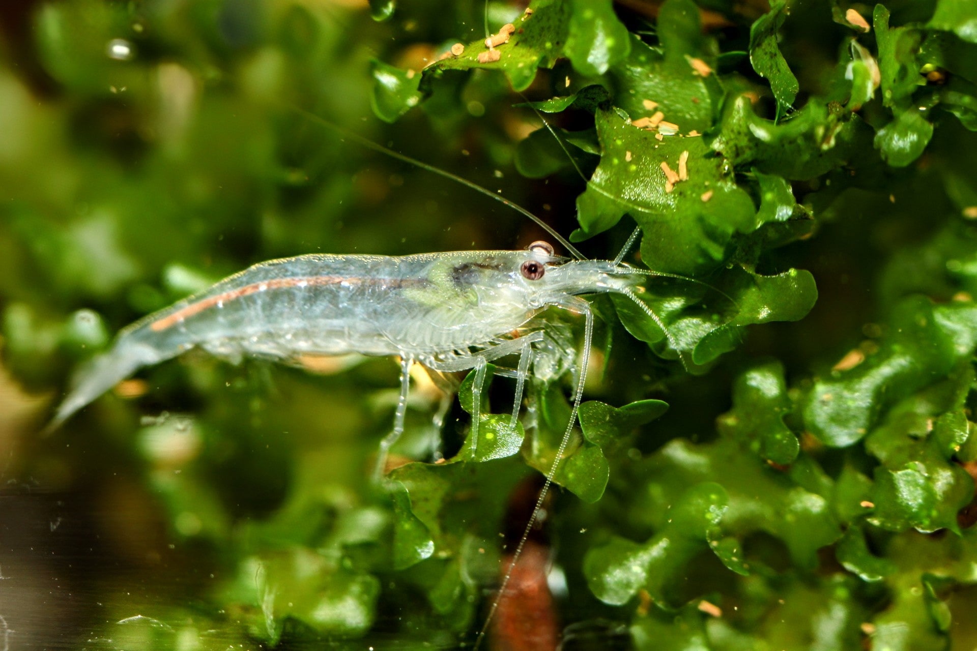 Snow Amano Shrimp - Superior Shrimp & Aquatics