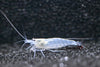 Snow Amano Shrimp - Superior Shrimp & Aquatics