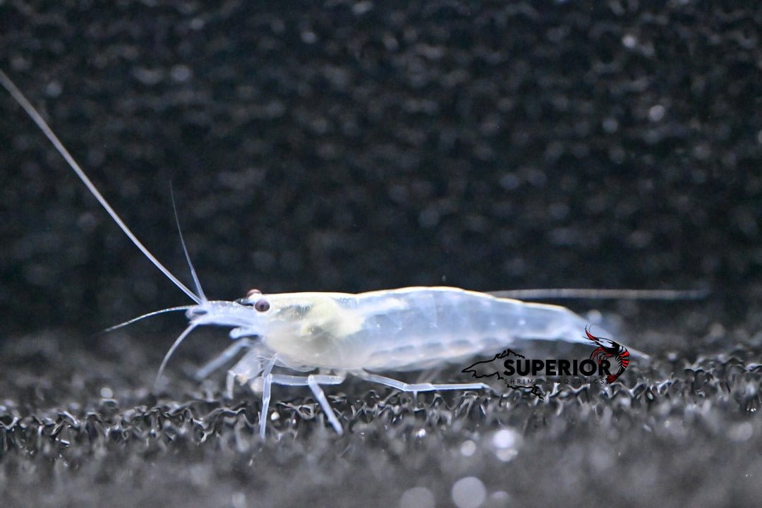 Snow Amano Shrimp - Superior Shrimp & Aquatics