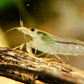 Snow Amano Shrimp - Superior Shrimp & Aquatics