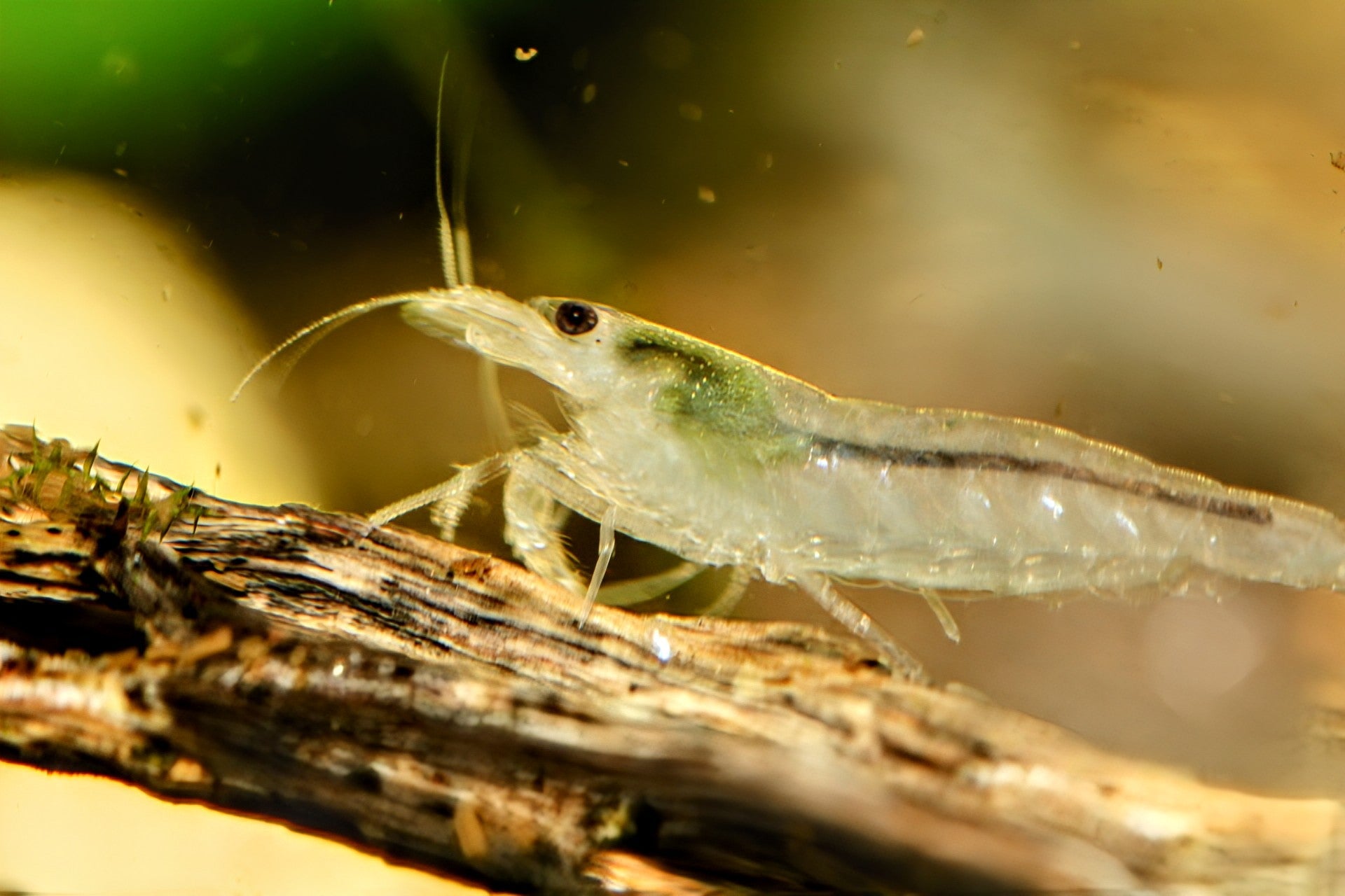 Snow Amano Shrimp - Superior Shrimp & Aquatics