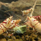 SSS Fancy Red Tiger - Superior Shrimp & Aquatics