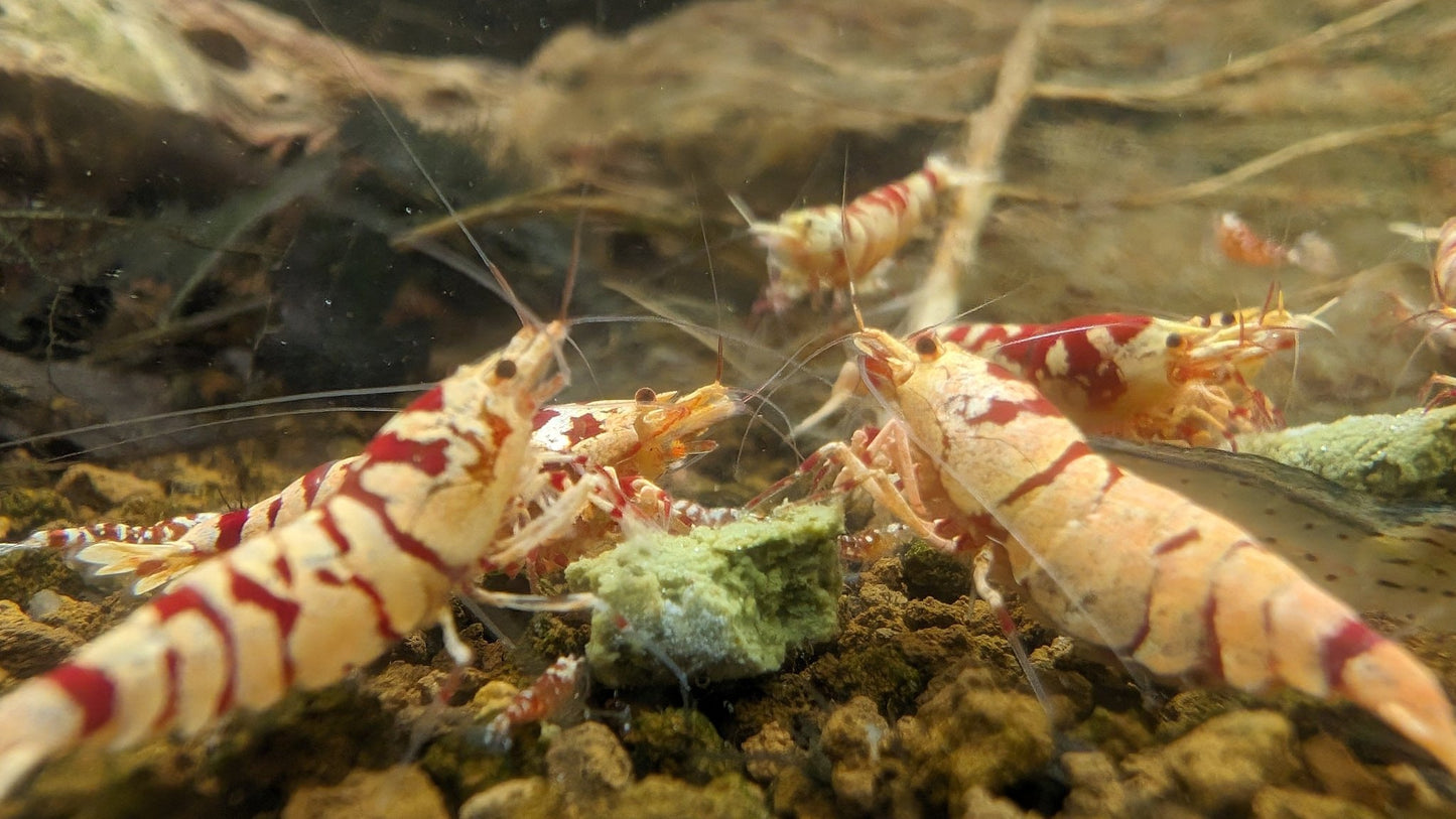 SSS Fancy Red Tiger - Superior Shrimp & Aquatics