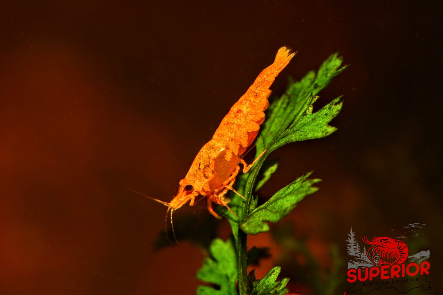 SSS Sunkist Shrimp - Superior Shrimp & Aquatics