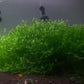 Subwassertang (Tonina fluviatilis) - Superior Shrimp & Aquatics