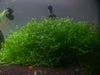 Subwassertang (Tonina fluviatilis) - Superior Shrimp & Aquatics