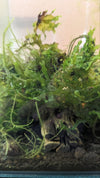 Subwassertang/Java Moss Mix - Superior Shrimp & Aquatics