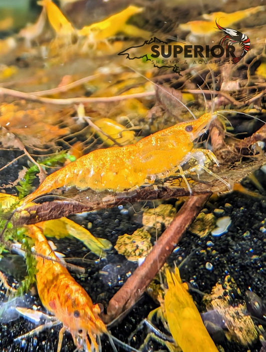 Sunkist Shrimp - Superior Shrimp & Aquatics