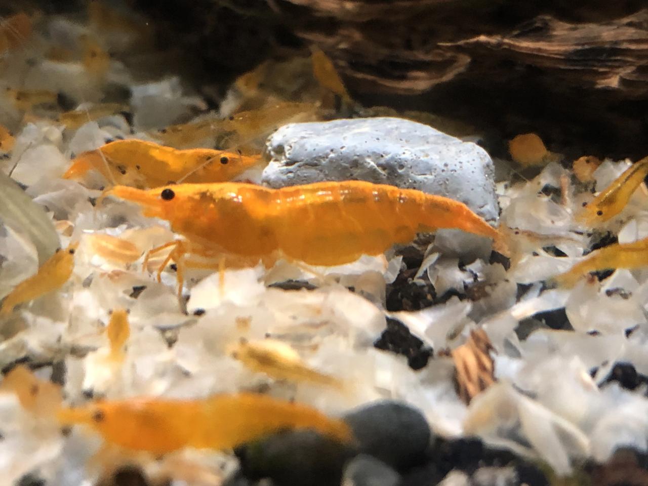 Sunkist Shrimp - Superior Shrimp & Aquatics