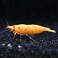 Supreme Gold Shrimp - Superior Shrimp & Aquatics