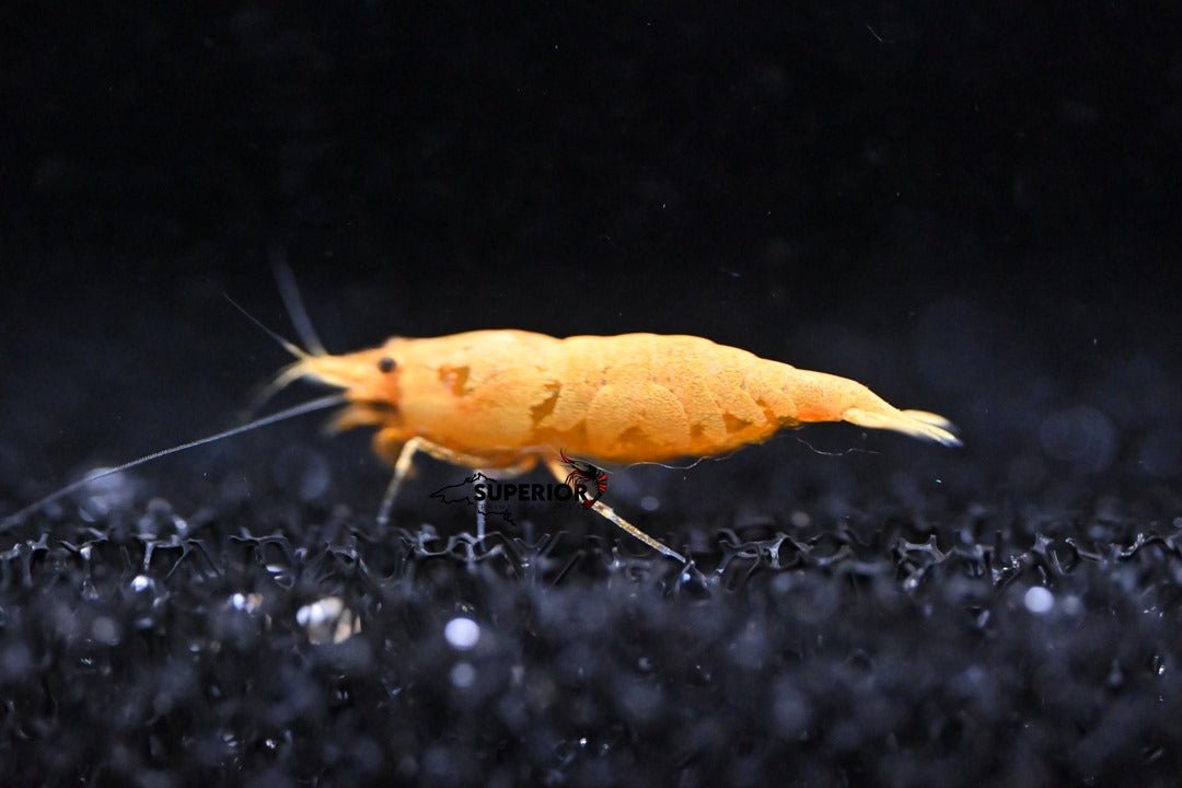 Supreme Gold Shrimp - Superior Shrimp & Aquatics