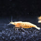 Supreme Gold Shrimp - Superior Shrimp & Aquatics