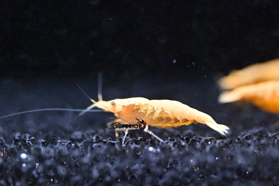 Supreme Gold Shrimp - Superior Shrimp & Aquatics