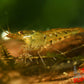 Tangerine Tiger Shrimp - Superior Shrimp & Aquatics