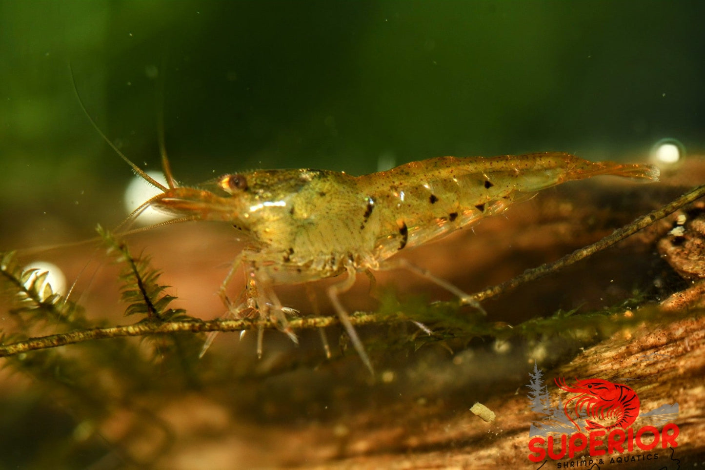 Tangerine Tiger Shrimp - Superior Shrimp & Aquatics