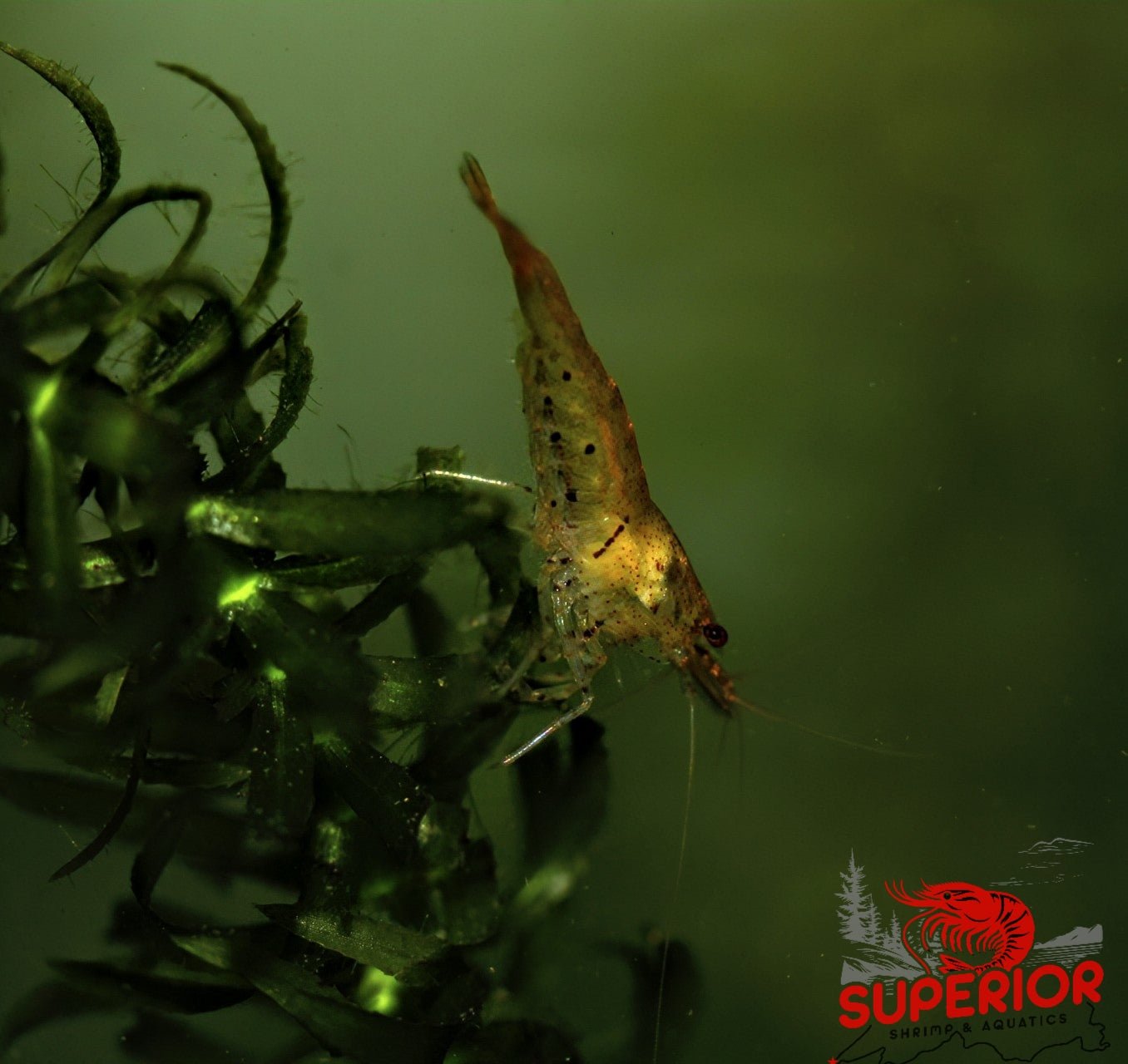 Tangerine Tiger Shrimp - Superior Shrimp & Aquatics