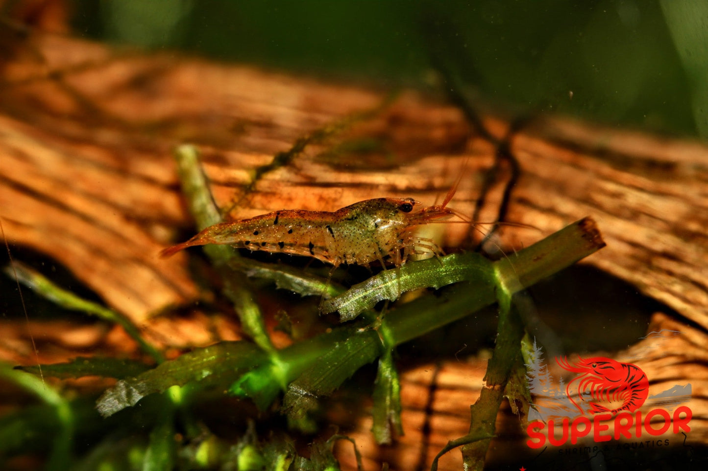 Tangerine Tiger Shrimp - Superior Shrimp & Aquatics