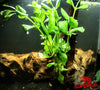 Water Wisteria (Hygrophila difformis) - Superior Shrimp & Aquatics