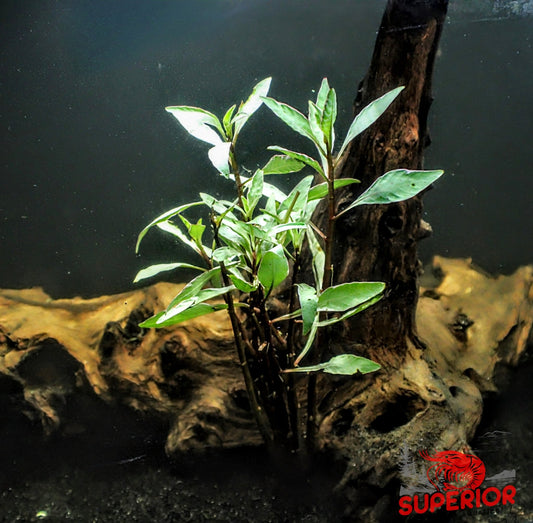 White Edge Ludwigia (Ludwigia sp. 'White Edge') - Superior Shrimp & Aquatics