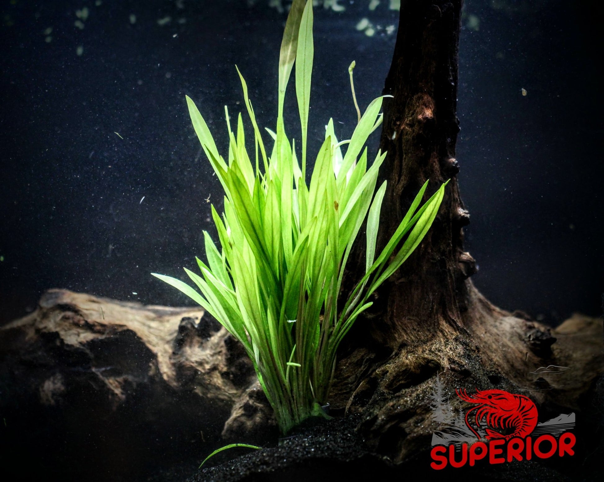 Willow Hygro (Hygrophila Angustifolia) - Superior Shrimp & Aquatics