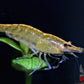 Yellow Goldenback Shrimp - Superior Shrimp & Aquatics