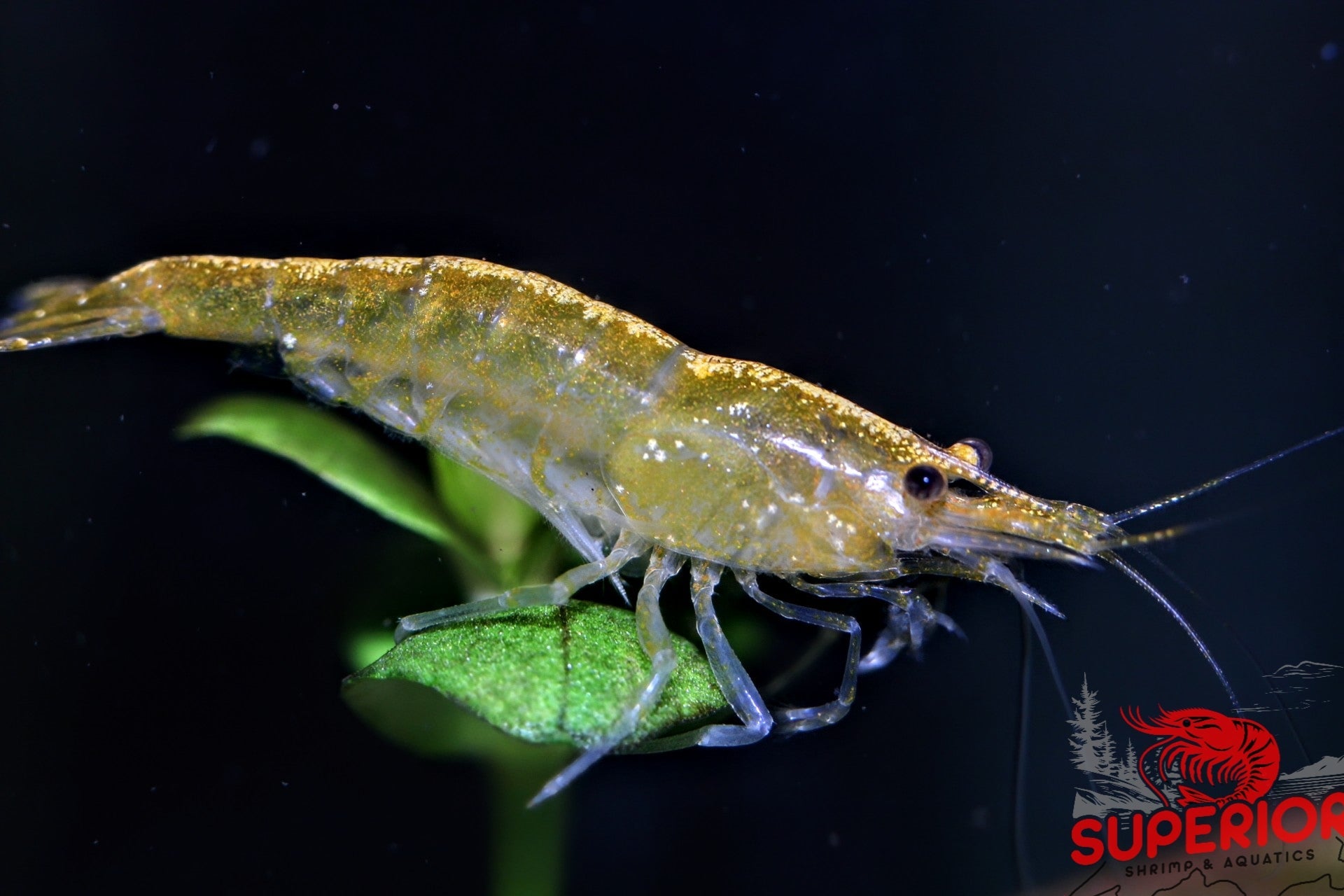 Yellow Goldenback Shrimp - Superior Shrimp & Aquatics