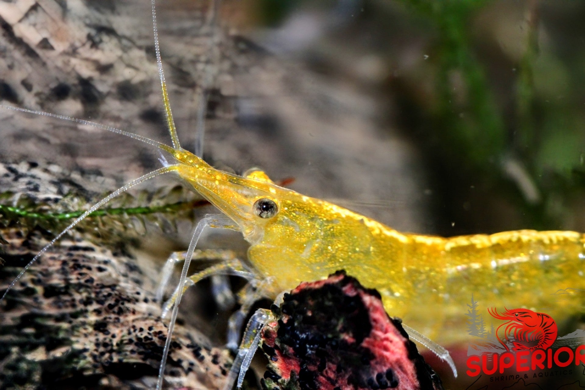 Yellow Goldenback Shrimp - Superior Shrimp & Aquatics