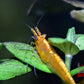 Yellow Goldenback Shrimp - Superior Shrimp & Aquatics