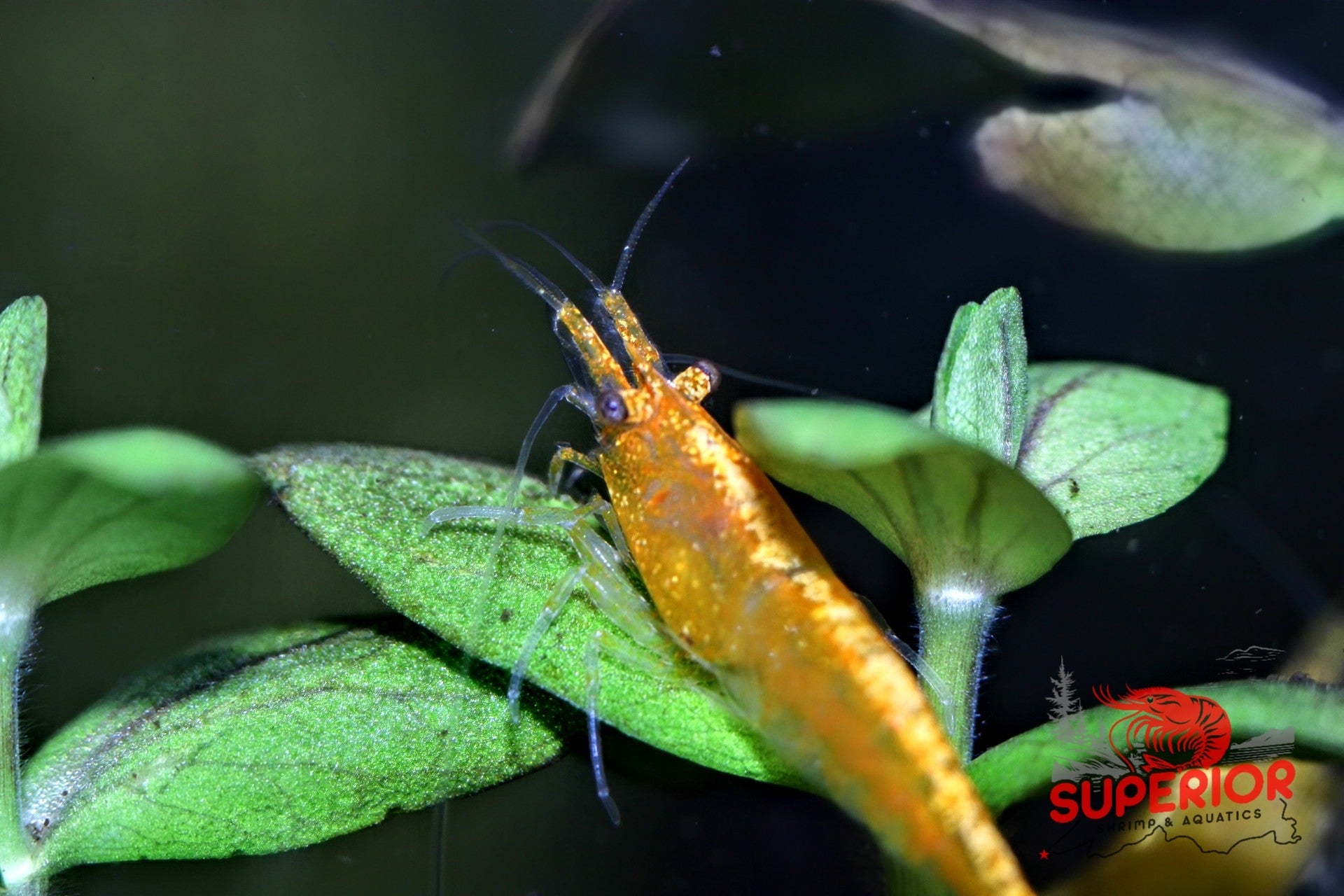 Yellow Goldenback Shrimp - Superior Shrimp & Aquatics