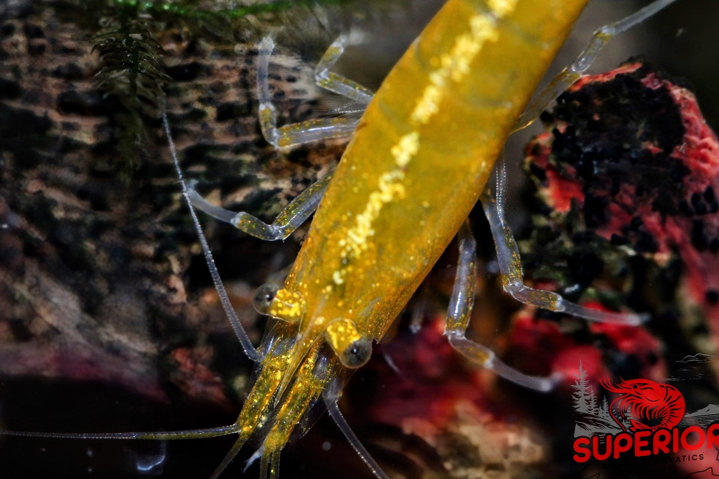 Yellow Goldenback Shrimp - Superior Shrimp & Aquatics