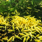 Yellow Goldenback Shrimp - Superior Shrimp & Aquatics