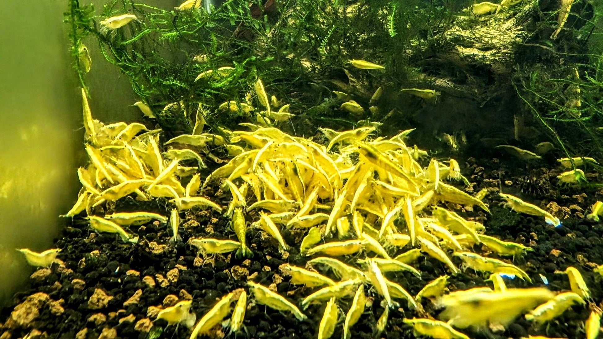 Yellow Goldenback Shrimp - Superior Shrimp & Aquatics