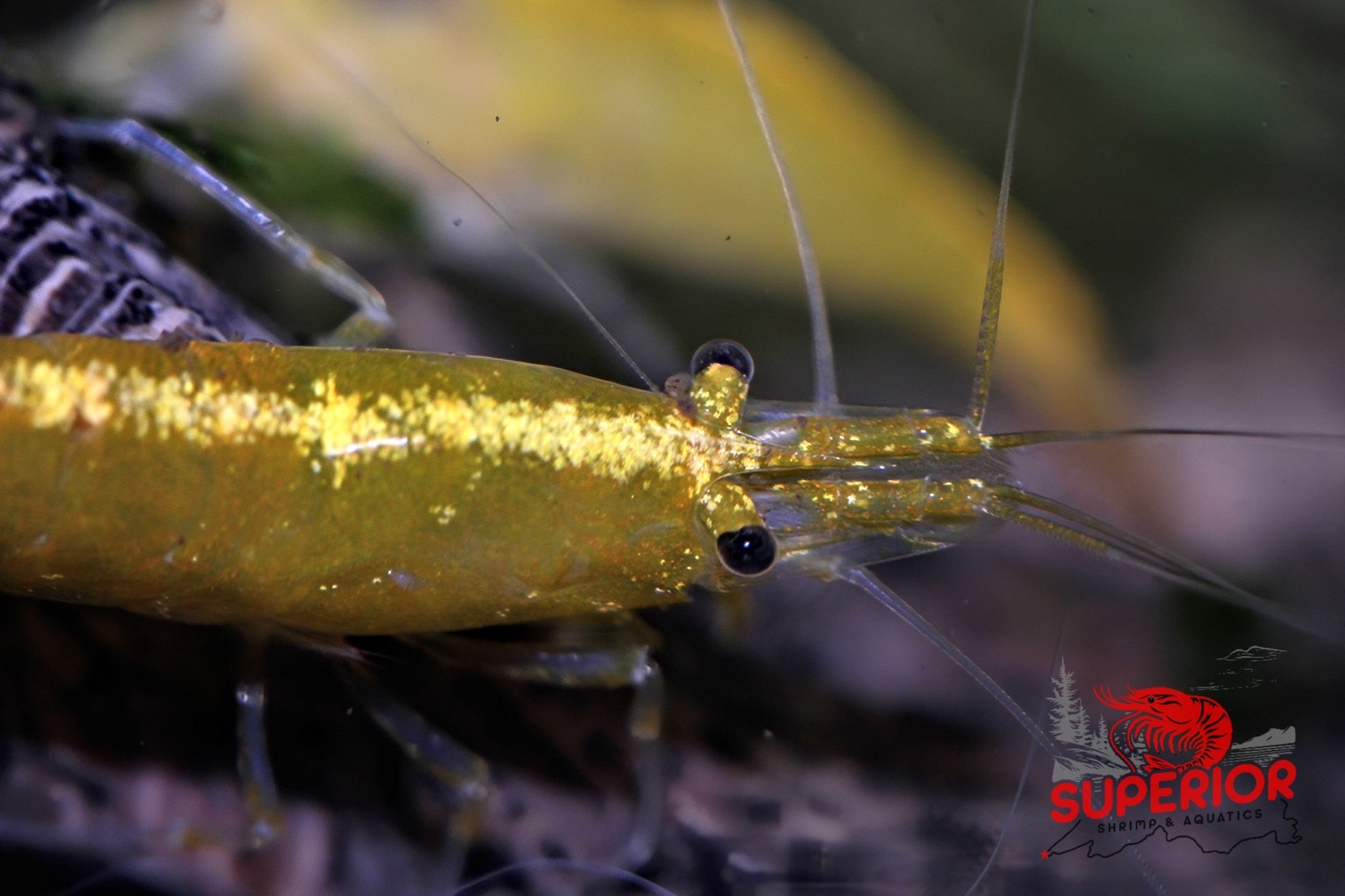 Yellow Goldenback Shrimp - Superior Shrimp & Aquatics