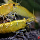 Yellow Goldenback Shrimp - Superior Shrimp & Aquatics