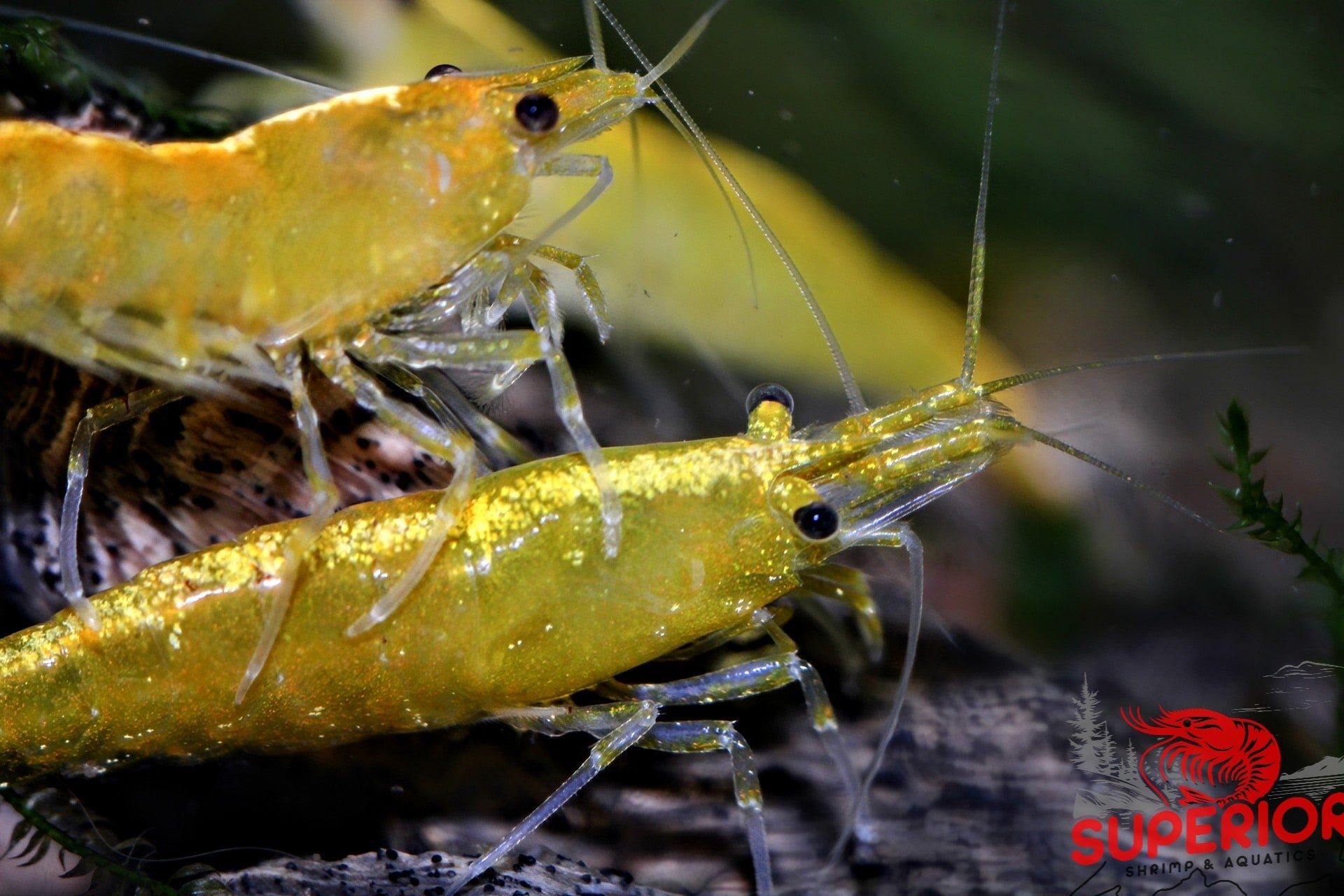 Yellow Goldenback Shrimp - Superior Shrimp & Aquatics