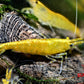 Yellow Goldenback Shrimp - Superior Shrimp & Aquatics