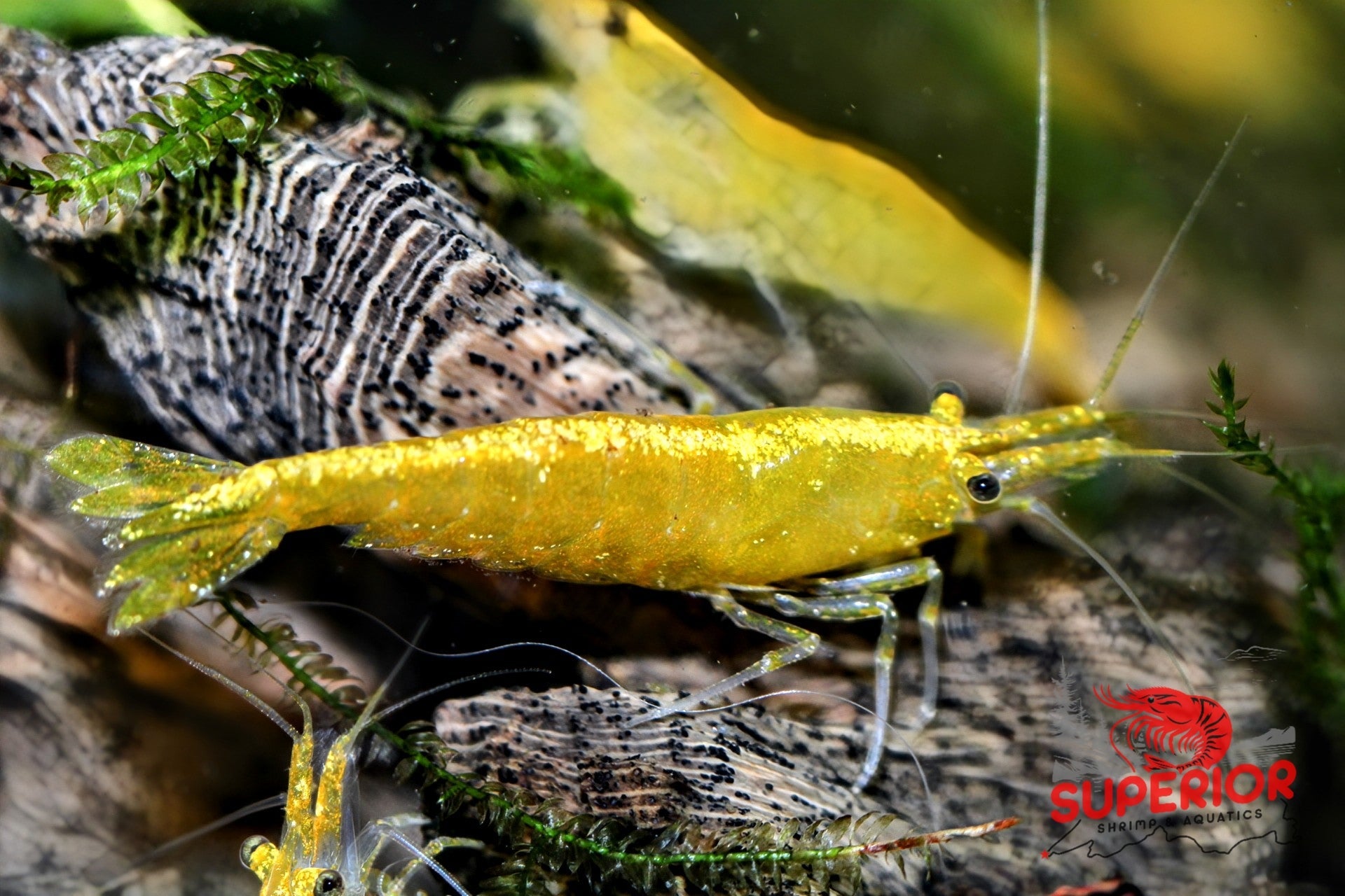 Yellow Goldenback Shrimp - Superior Shrimp & Aquatics