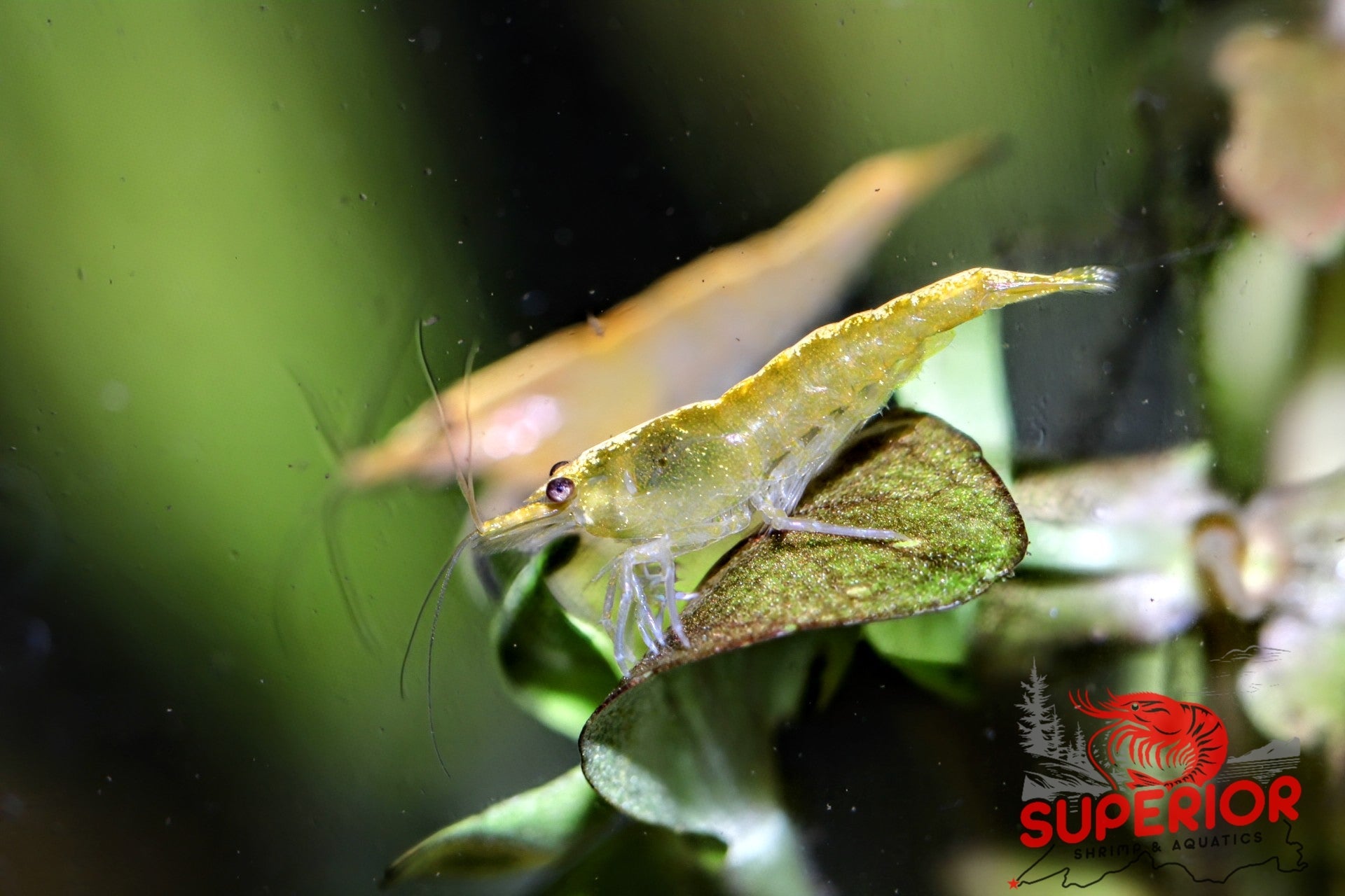 Yellow Goldenback Shrimp - Superior Shrimp & Aquatics